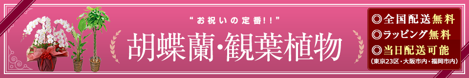 お祝いの定番!胡蝶蘭・観葉植物