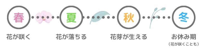 完全ガイド 季節ごとの胡蝶蘭のお手入れと 好きな時期に開花させる方法 開花調節 についてもご紹介 開業 開店 移転祝いにwebカタログギフト オフィスギフト