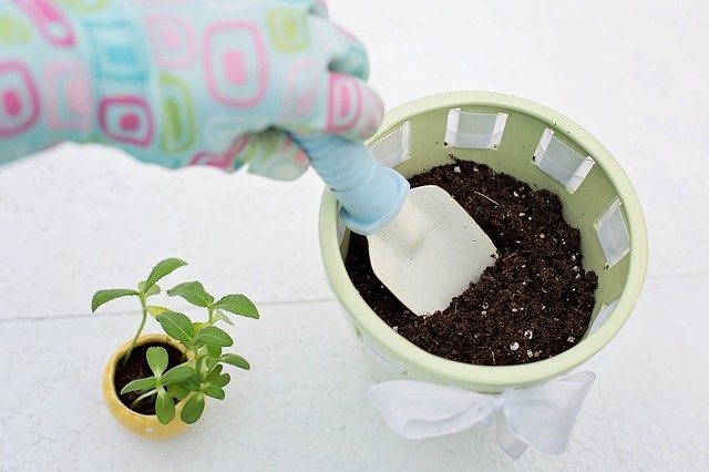 胡蝶蘭の鉢はどんなものを選べばいい 手入れや植え替えがやりやすい素材の鉢について紹介 開業 開店 移転祝いにwebカタログギフト オフィスギフト