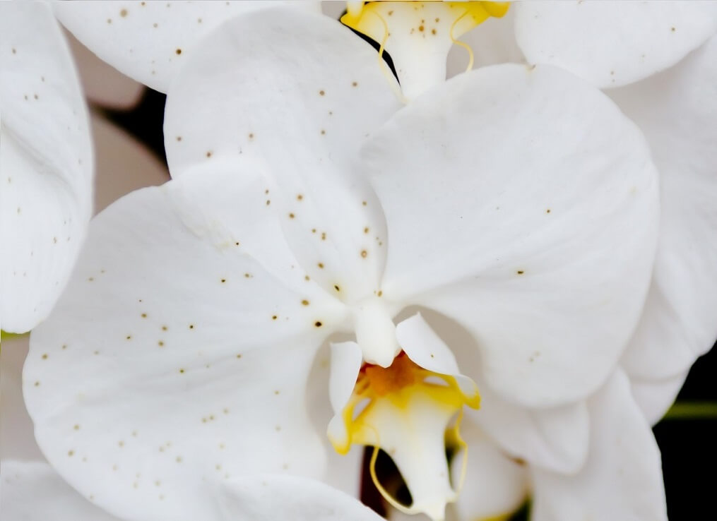 胡蝶蘭の病気の対処はどうすれば良い おすすめの殺菌剤や 害虫の駆除の方法についても紹介 開業 開店 移転祝いにwebカタログギフト オフィスギフト