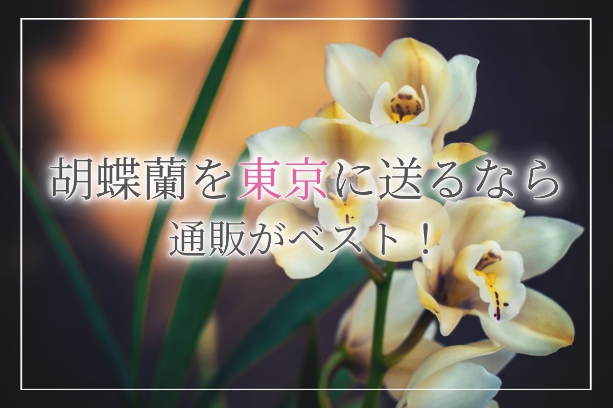 お祝いのギフトとして胡蝶蘭を東京に送るなら通販がベスト おすすめの胡蝶蘭通販サイトについて紹介します 開業 開店 移転祝いにwebカタログギフト オフィスギフト