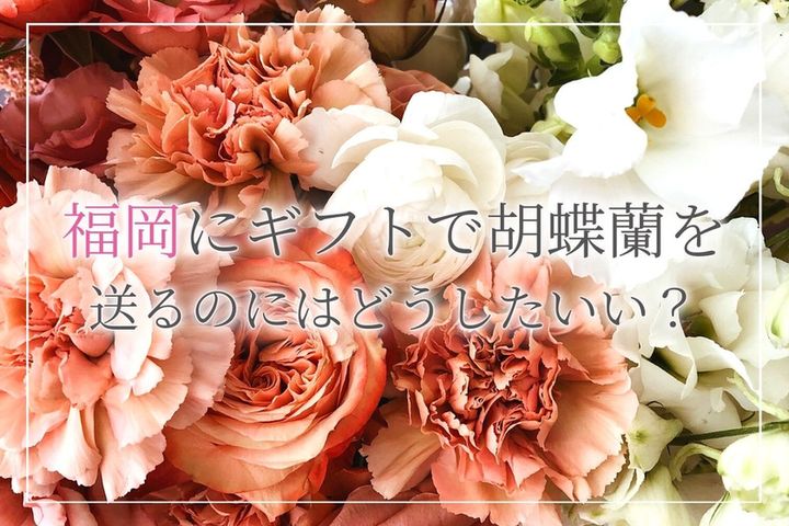 福岡にお祝いのギフトとして胡蝶蘭を送るのにはどうしたらいい おすすめの通販サイトや購入時の注意点についても解説 開業 開店 移転祝いにwebカタログギフト オフィスギフト